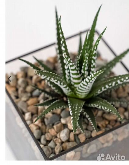 Флорариум, суккуленты, подарок