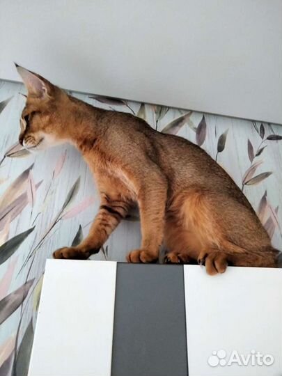 Чаузи котята