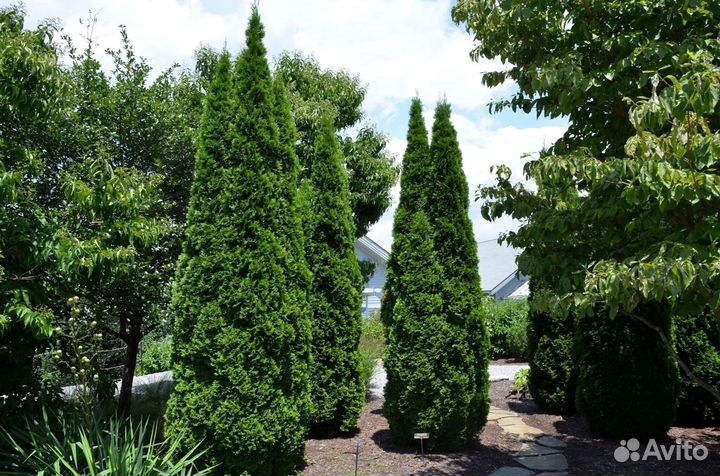 Туи вип класса