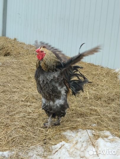 Инк.яйцо Виандот золото,Брама Изабелла,смесь пород