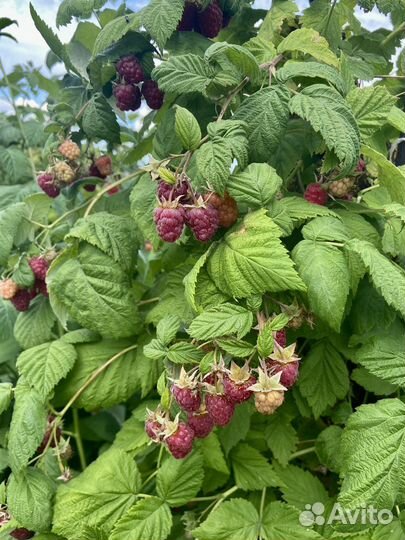 Малина саженцы