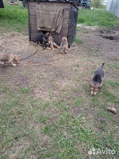 Щенки русской гончей