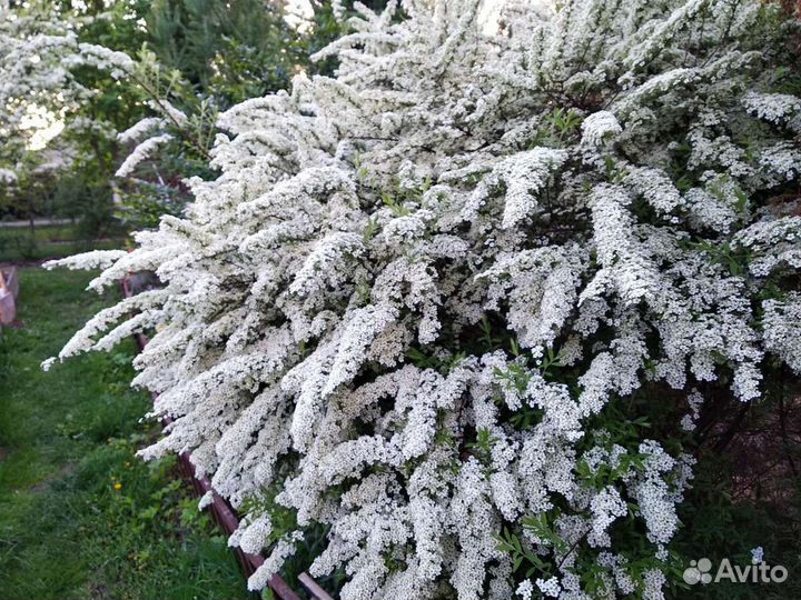 Спирея графшайм