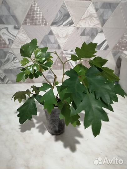 Сциндапсусы, циссусы