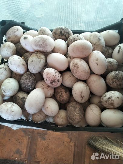 Инкубационное яйцо утки башкирские