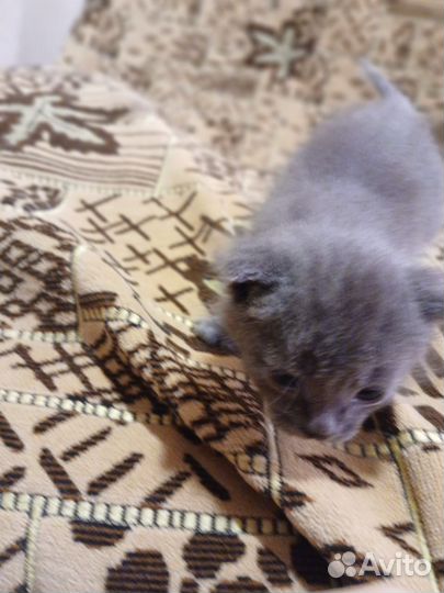 Отдам котят в добрые руки бесплатно