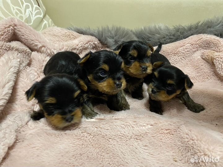 Йоркширский терьер мини