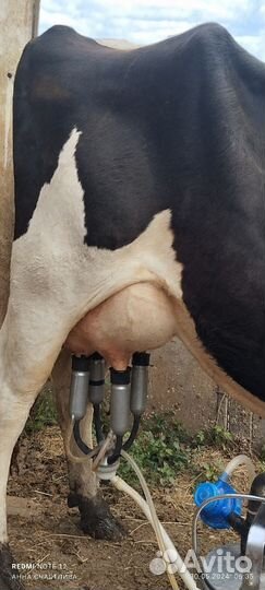 Корова дойная