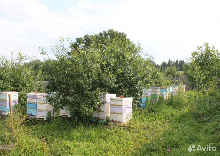 Мед натуральный 2023 год