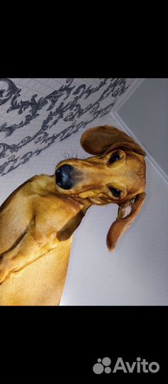 Такса вязка