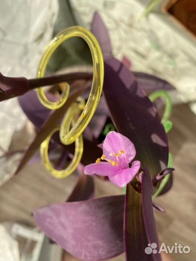 Сеткреазия пурпурная