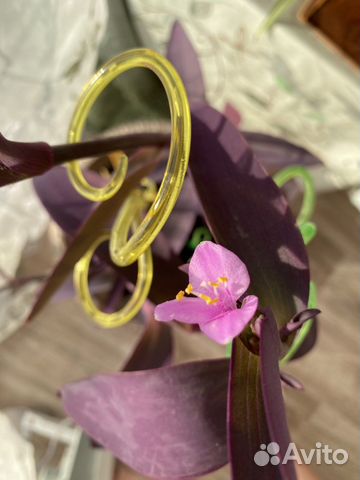 Сеткреазия пурпурная