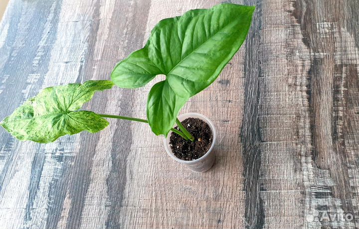 Сингониум mottled arrowhead