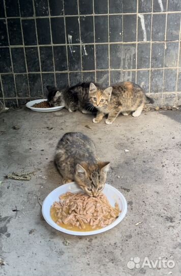 Котята бесплатно