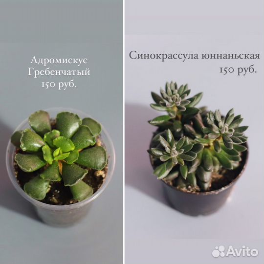 Суккуленты большой выбор