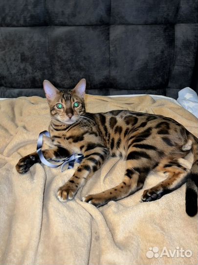 Бенгальский кот вязка