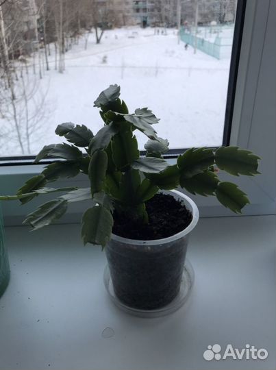 Декабрист белый