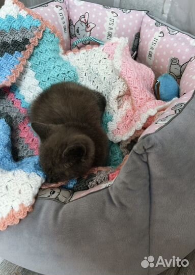 Котенок мальчик бесплатно