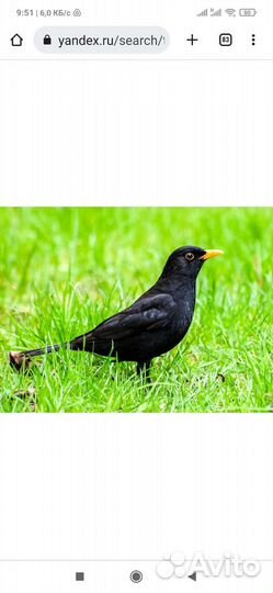 Певчие птицы