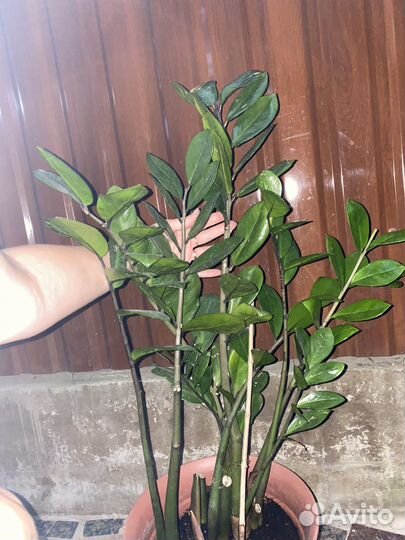 Замиокулькас