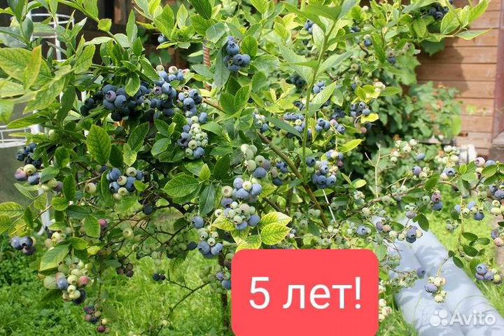 Голубика 5 лет в мешках 50литров
