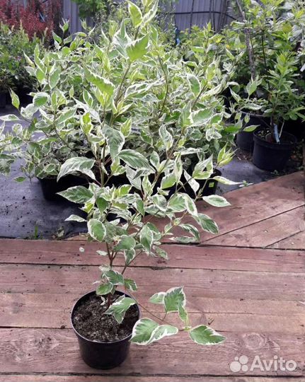 Дерен элегантиссима