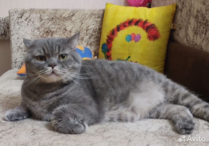 Кот в добрые руки