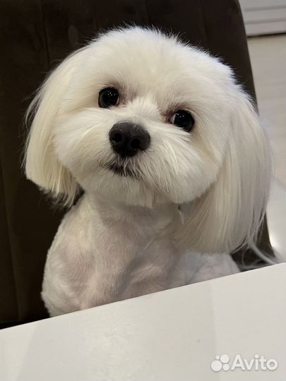 Мальтезе вязка