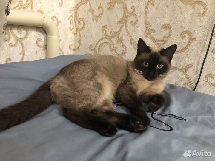 Кошка в дар в добрые руки
