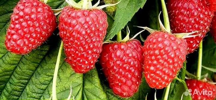 Малина Полана саженцы