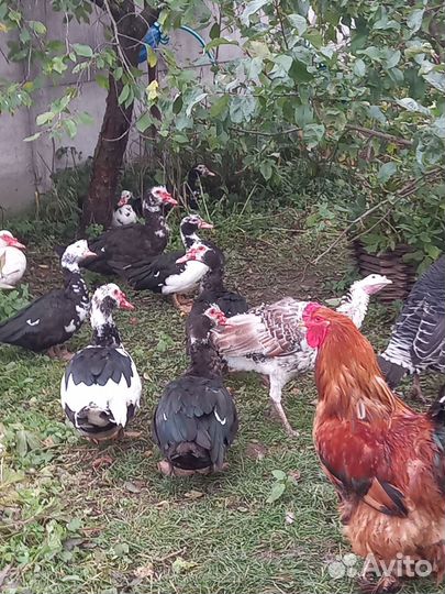 Индоутки на племя