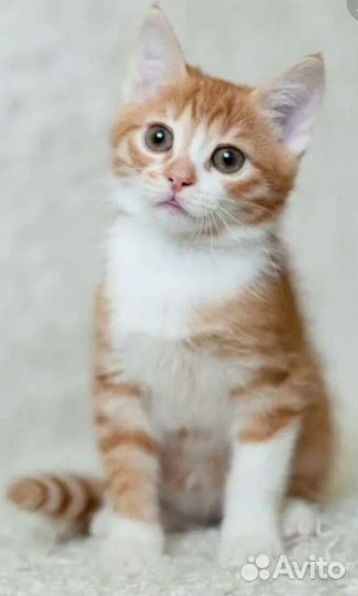 Рыжий котенок девочка