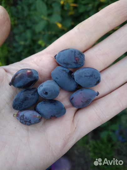 Жимолость садовая, клубника