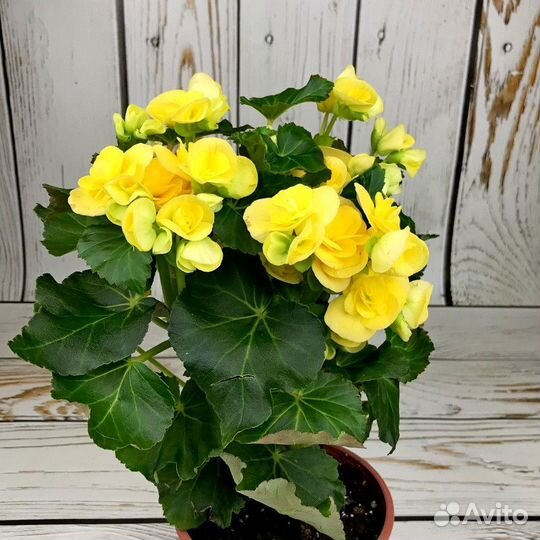 Комнатные цветы бегония