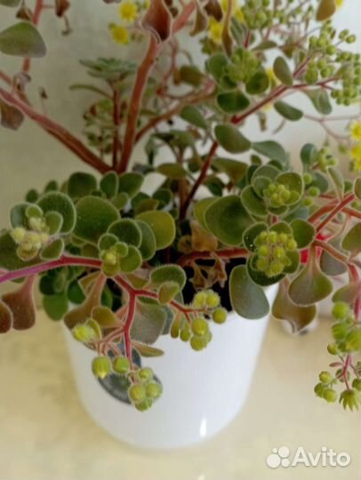 Комнатные растения 