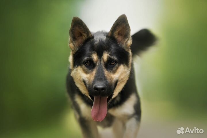 Фанта ищет дом