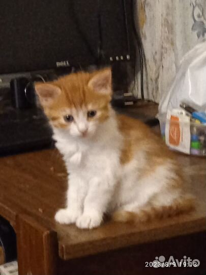 Рыжее счастье