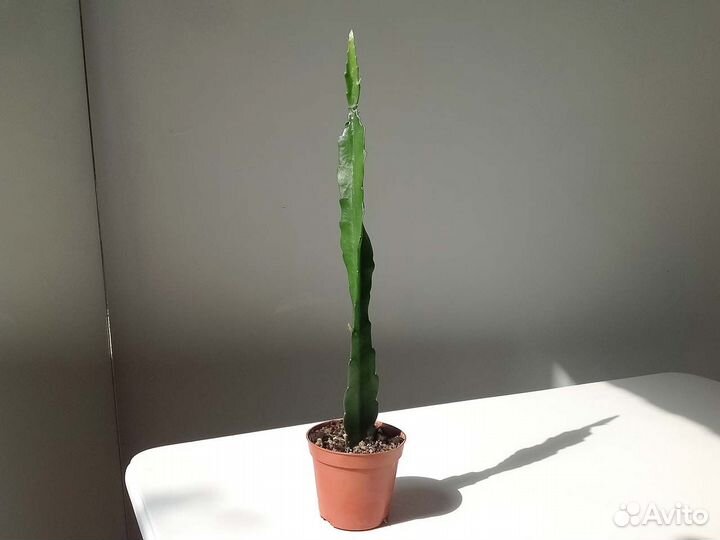 Эпифиллум красный Комнатные растения