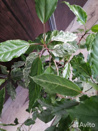 Комнатный цветок