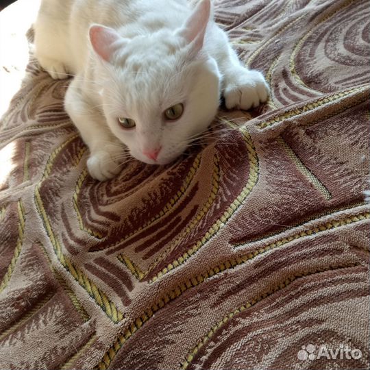 Кастрированный котик