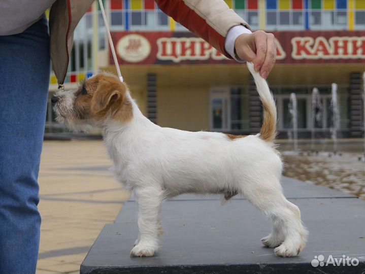 Джек Рассел терьер, щенок
