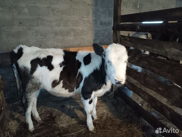 Корова и телочка