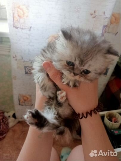 Персидские экзоты