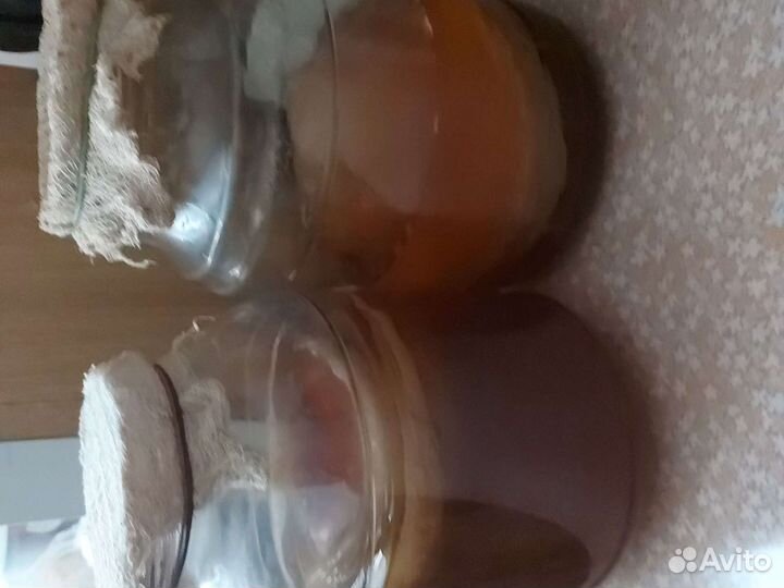 Чайный гриб