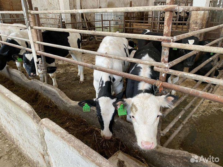 Телята бычки мясного направления