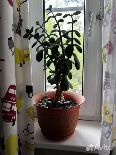 Крассула толстянка каланхоэ