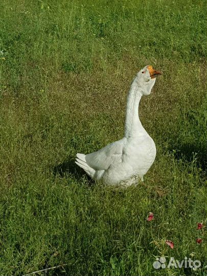 Гуси холмогорские