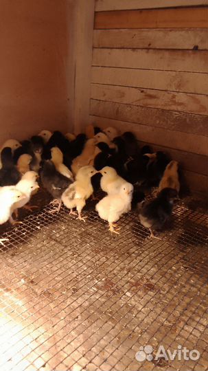 Цыплята недельные домашняя помесь