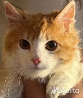 Рыжик в поисках дома