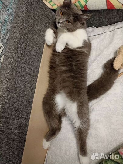 Потерялась кошка нашедшего просьба позвонить